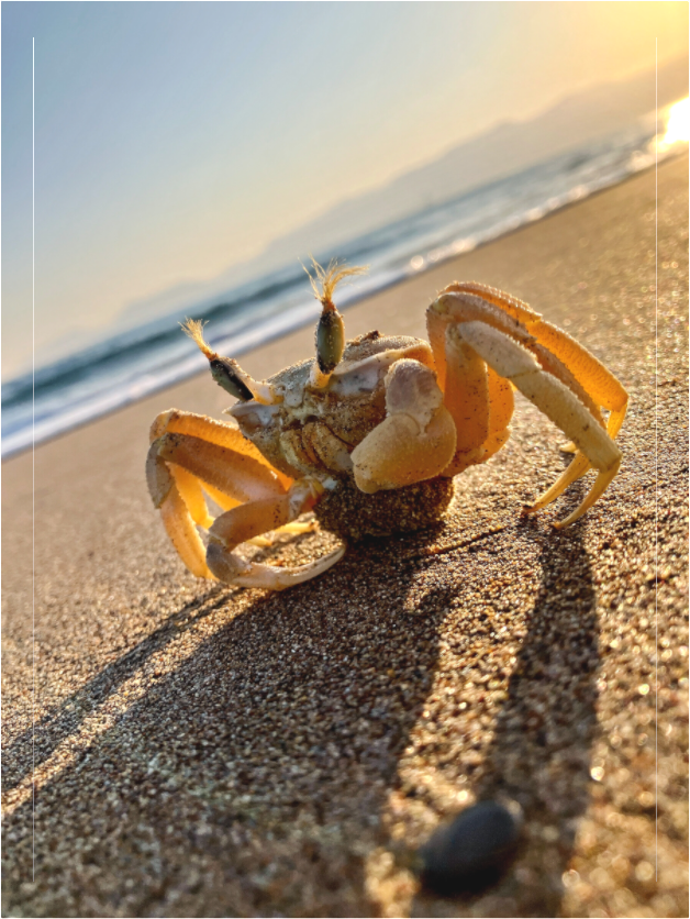 Main image Photo print of "The Crab" by Luvinans