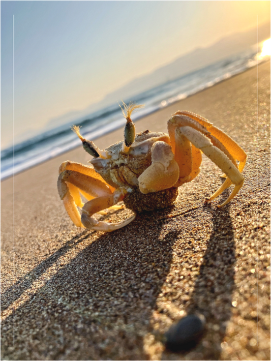 Main image Photo print of "The Crab" by Luvinans