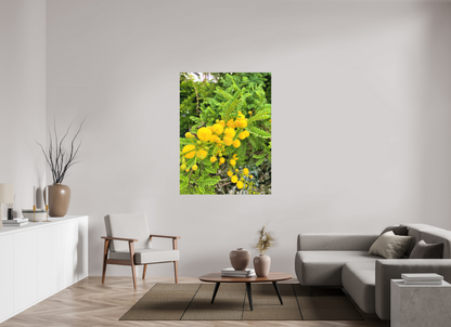 42 x 56″, Print for Indoors Photo print of "Silver Wattle" by Luvinans.