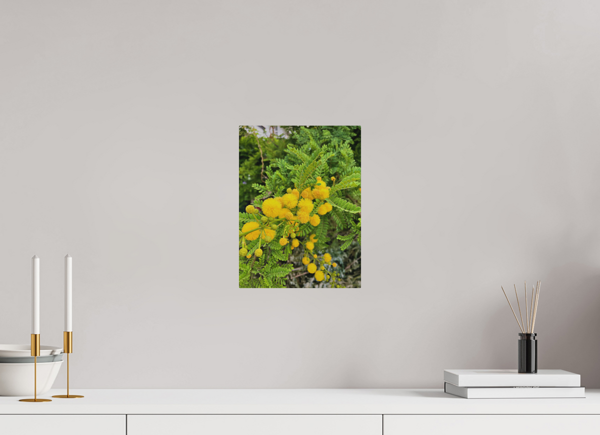 9 x 12″, Print for Outdoors Photo print of "Silver Wattle" by Luvinans.