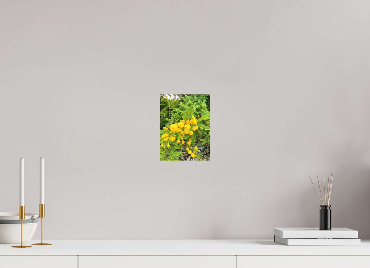6 x 8″, Print for Indoors Photo print of "Silver Wattle" by Luvinans.