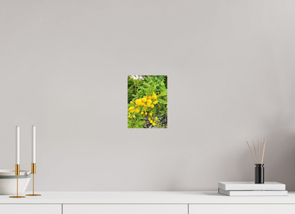 6 x 8″, Print for Indoors Photo print of "Silver Wattle" by Luvinans.