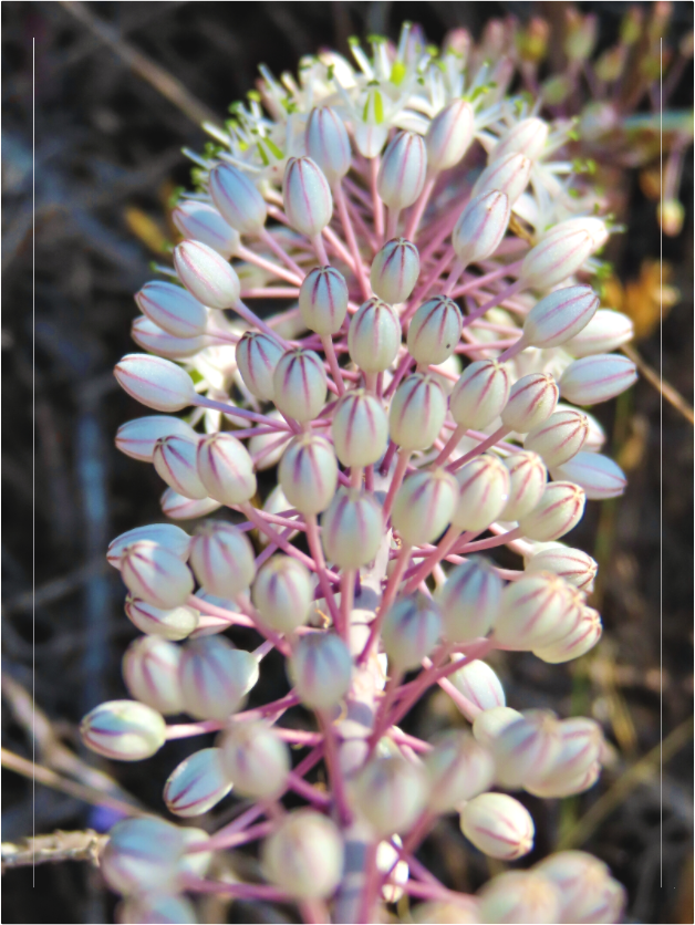 Main image Photo print of "Sea Squill" by Luvinans.