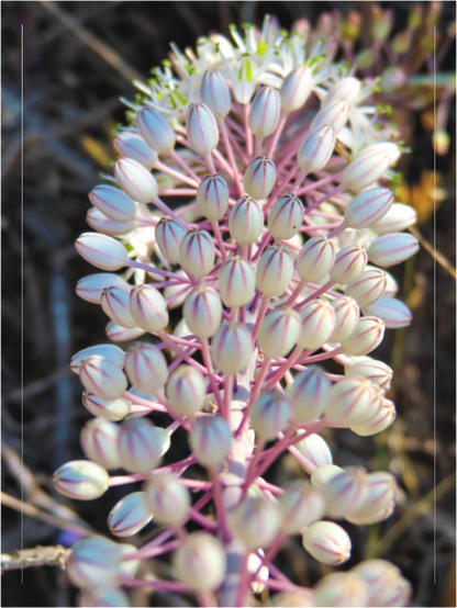Main image Photo print of "Sea Squill" by Luvinans.