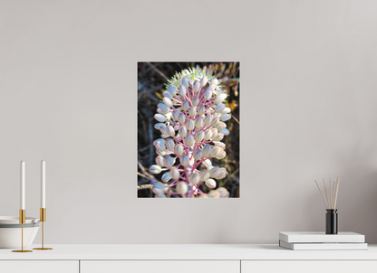 12 x 16″, Print for Indoors Photo print of "Sea Squill" by Luvinans.