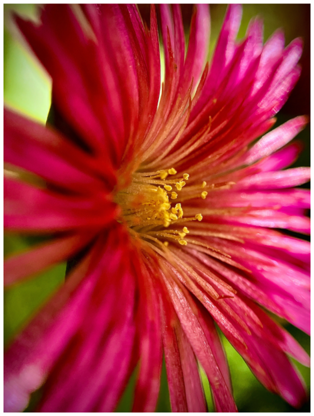 Main image Witness the Ephemeral Art of Winter: "Close-up Trailing Ice Flower" - photo print