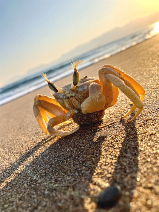 Crab - photo print
