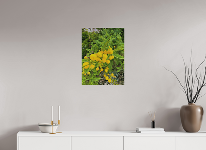 18 x 24″, Print for Outdoors Photo print of "Silver Wattle" by Luvinans.