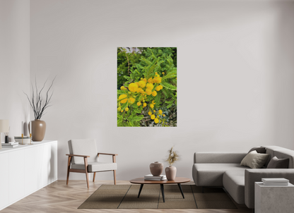 42 x 56″, Print for Outdoors Photo print of "Silver Wattle" by Luvinans.
