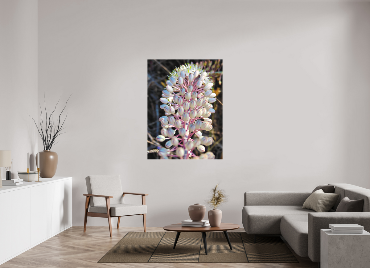 42 x 56″, Print for Indoors Photo print of "Sea Squill" by Luvinans.